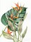 Botanical Birds of Paradise Poster Print by Kathleen Parr McKenna - Item # VARPDX35293